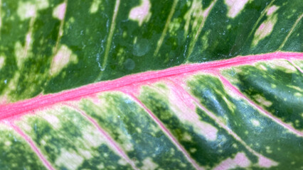 close-up shot of a green leaf with red veins