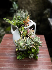 Succulents in a teapot