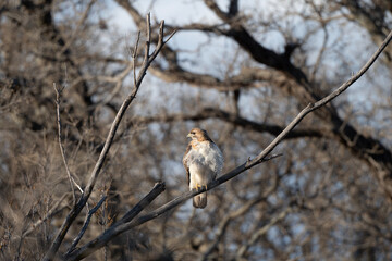 red tailed hawk