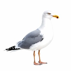 Fototapeta premium seagull bird isolated on white background