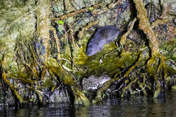 Eine Bisamratte pirscht sich nachts an einen Frosch heran