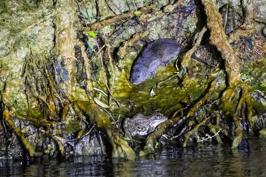 Eine Bisamratte pirscht sich nachts an einen Frosch heran