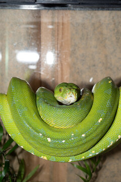 Python on a branch
