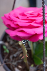 Eight-spotted Forester Moth