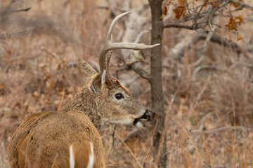 White-tailed Deer 