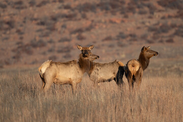 Elk in the Wichita Mountains