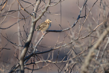 sparrow on a branch in winter