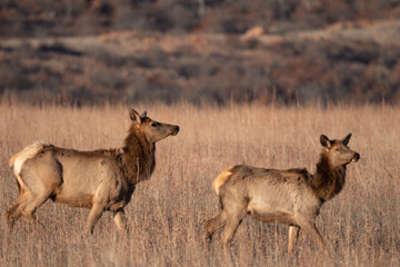 Elk in the Wichita Mountains