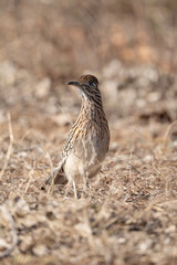 Greater Road Runner 