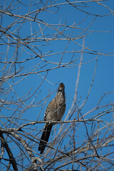 Greater Road Runner 