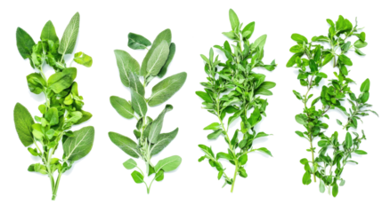 Fresh Sage Herbs Collected and Arranged on a Transparent Background Generative AI