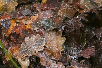 Frosty Morning in Bradgate Park, UK.