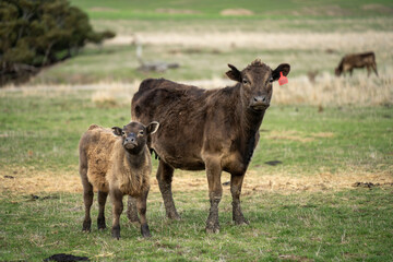 Close up of Angus and Murray Grey Cows eating pasture in Australia.