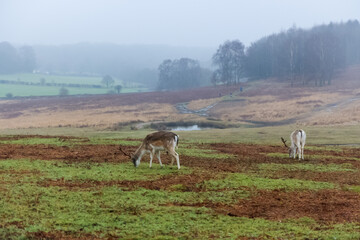 Naklejka premium Bradgate Park ,UK in wintertime. with deer around.