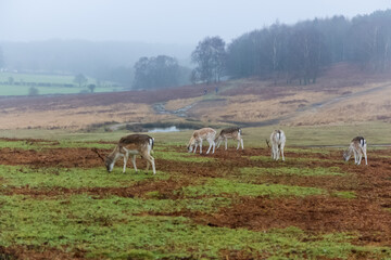 Naklejka premium Bradgate Park ,UK in wintertime. with deer around.