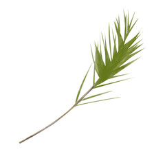 Watercolor Green Pine Branch with Brown Twig. Winter Holidays Attribute. Digital Illustration for Printing and Web.