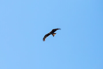 A black kite soars in the blue sky.