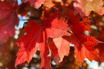 autumn red maple leaves on a branch