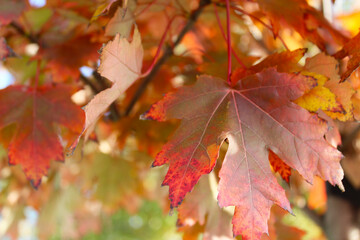 autumn red maple leaves on a branch