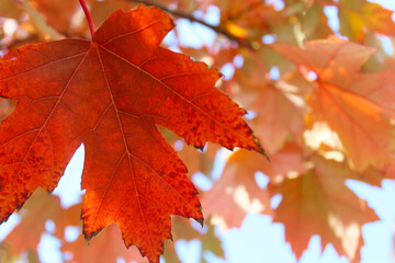 Fototapeta premium autumn red maple leaves on a branch