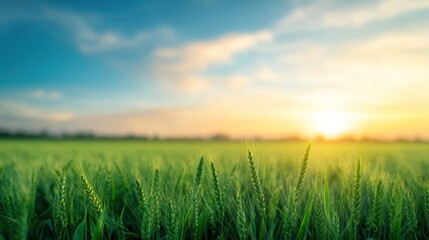 A wheat field glowing under a golden sunset with clouds scattered across a vibrant blue sky over the peaceful countryside.