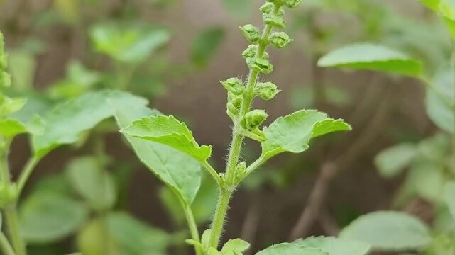 Closeup of holy tulsi plant flower and leaves scientific name Holy basil selective focus on natural background