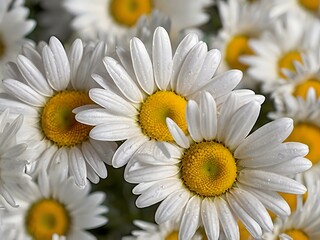 Obraz premium The beauty of yellow and white daisy flowers photographed from close range using a camera in a flower garden