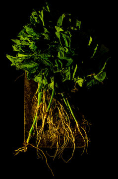 tree with roots