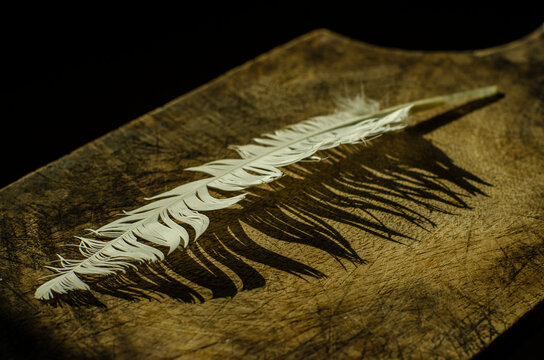 feather on a black