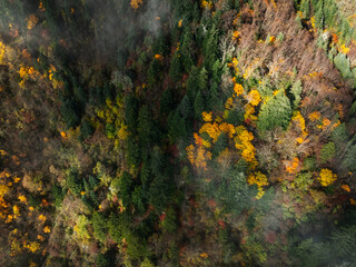 Aerial view of beautiful autumn forest landscape in sunrise