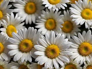 Obraz premium The beauty of yellow and white daisy flowers photographed from close range using a camera in a flower garden