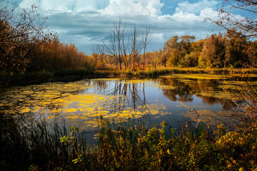 woda, jezior, charakter, rzeka, krajobraz, drzew, bory, gras, sadzawka, drzew, zieleń, jesienią, niebo, park, lato, blękit, jary, bagno, naturalny, stroik, okolica, bagno, piękne