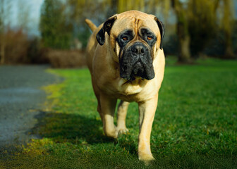 Obraz premium 2024-02-20 A STRAIGHT ON SHOT OF A LARGE FAWN COLORED BULLMASTIFF WITH NICE EYES WALKING TOWRDS THE CAMERA IN ISSAQUAH WASHINGTON