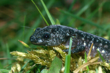 Obraz premium Closeup on a fresh emerged juvenile of the North American marbled salamander, Ambystoma opacum on green moss
