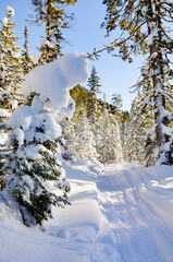 winter sunny forest