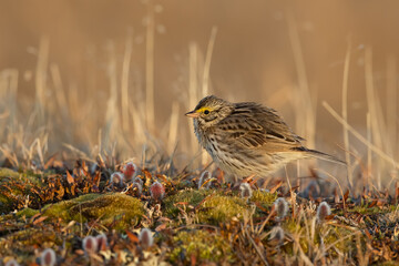 Savannah Sparrow