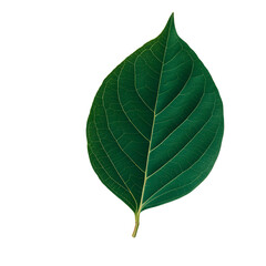 Fototapeta premium A close-up image of a vibrant green leaf set against a black background, showcasing its detailed texture and natural beauty.