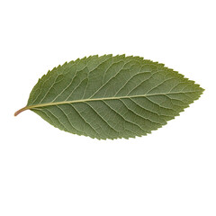 Obraz premium A close-up image of a green leaf with textured details and a dark background, showcasing its natural beauty and vibrant hue.