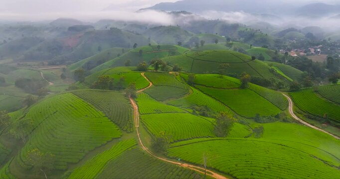 Aerial view of Long Coc tea hills, Phu Tho province, Vietnam. Beautiful green tea plantation in Vietnam. Nature background. Travel and agriculture concept.