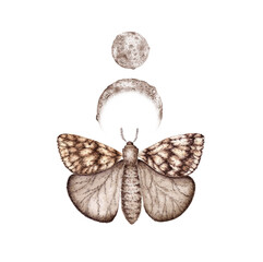 Butterfly and two moons in brown and beige tones watercolor illustration. Insect isolated from background. Astrology of moon phases. Design concept for poster, card, banner, clothing, wallpaper,