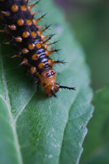 black caterpillar yellow thorns on leaves