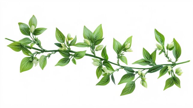 Knotgrass isolated on white background