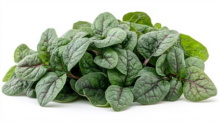 Malabar spinach isolated on white background