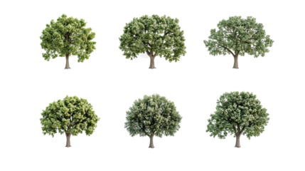 Oak Tree Illustrations on Transparent Background Generative AI
