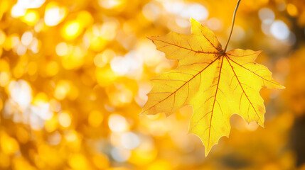 Fototapeta premium A close-up of a bright yellow leaf, part of an orange tree. The background is blurred, showing a golden park on a sunny October day.