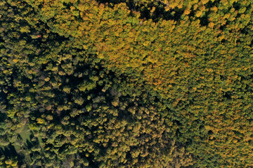 Natural background of autumn forest canopy aerial view