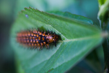 black caterpillar yellow thorns on leaves