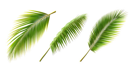 Vibrant Green Palm Tree Leaves Isolated on a Transparent Background Generative AI