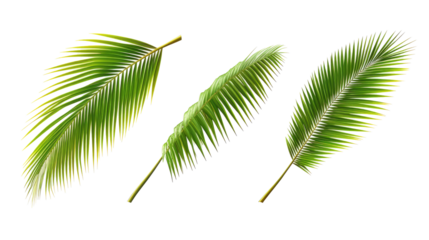 Vibrant Green Palm Tree Leaves Isolated on a Transparent Background Generative AI