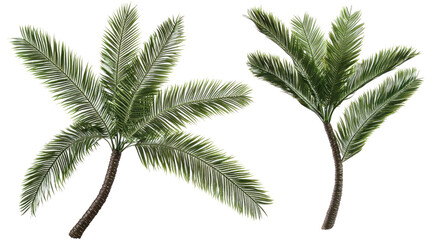 Collection of Tropical Palm Tree Leaves on Transparent Background Generative AI